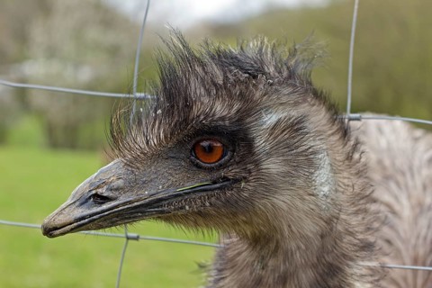 Emu