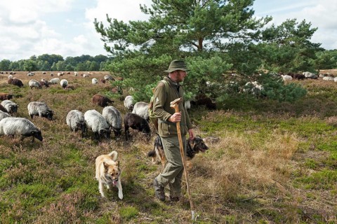 Shepherd dogs and flock of sheep