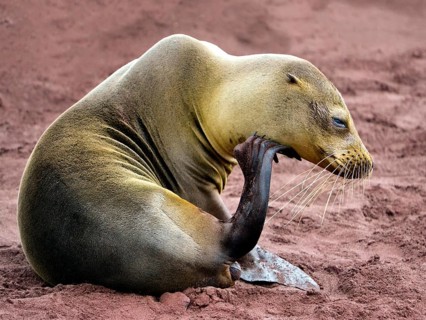 Galapagos sea lion