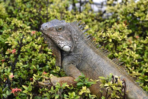 Green Iguanas