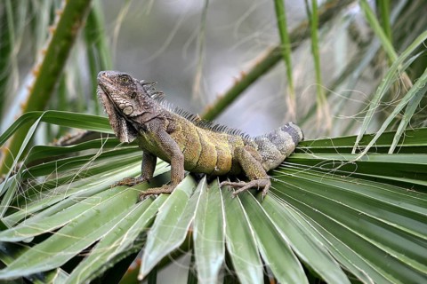 Galapagos land iguana