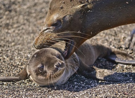 Galapagos sea lion
