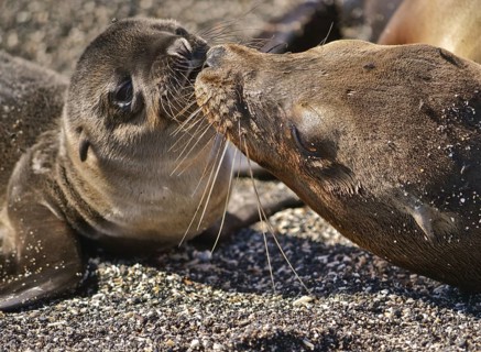 Galapagos sea lion