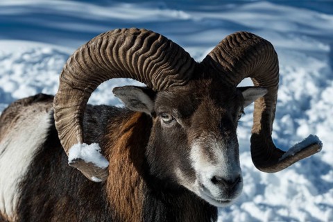 Mouflon