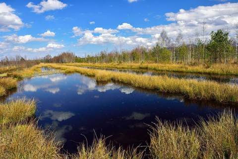 Waterlogged peat mining area with common club-rushes
