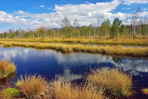 Waterlogged peat mining area with common club-rushes