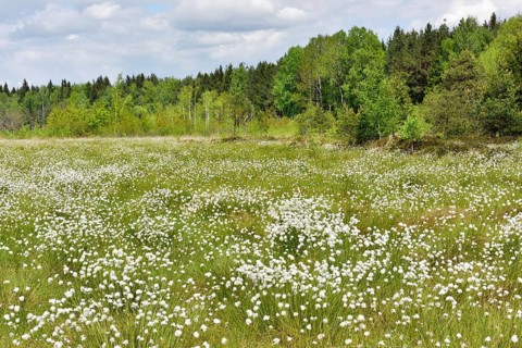 Flowering Tussock Cottongrass