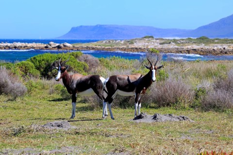 Bontebok