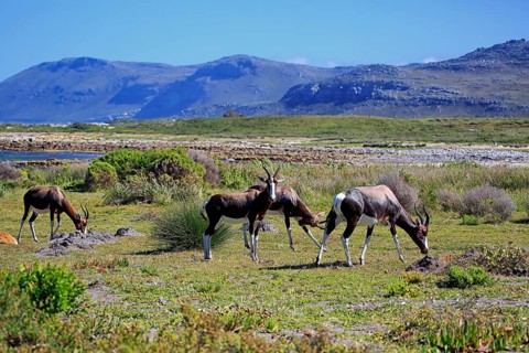 Bontebok