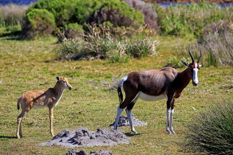 Bontebok