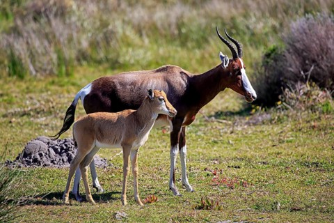 Bontebok