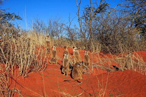 Meerkats