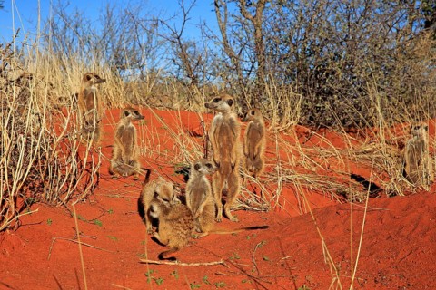 Meerkats