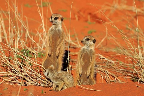 Meerkats