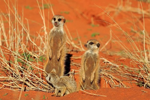 Meerkats