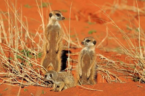 Meerkats