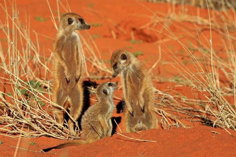 Meerkats