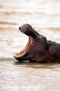 Hippopotamus