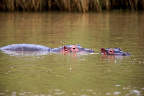 Two Hippopotamuses
