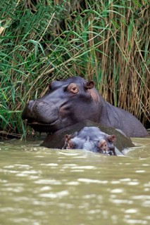 Two Hippopotamuses
