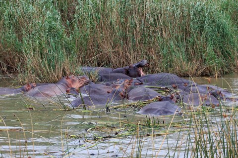 Hippopotamuses