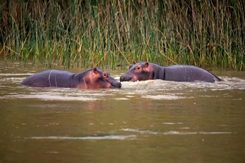 Two Hippopotamuses