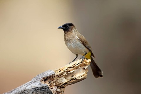 Common Bulbul