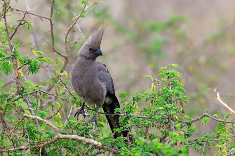 Grey go-away-bird