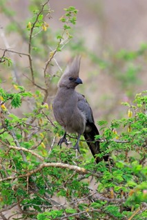 Grey go-away-bird