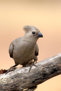 Grey go-away-bird