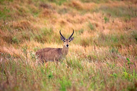 Southern Reedbuck