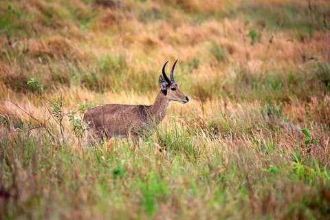 Southern Reedbuck