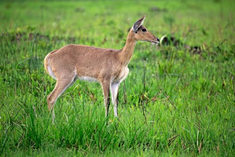 Southern Reedbuck