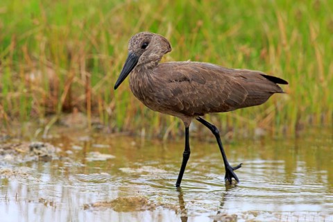Hamerkop