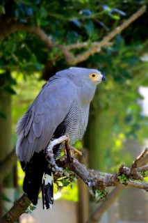 African harrier-hawk