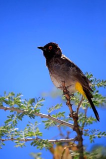 African red-eyed bulbul