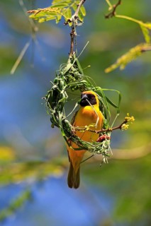 Southern Masked Weaver