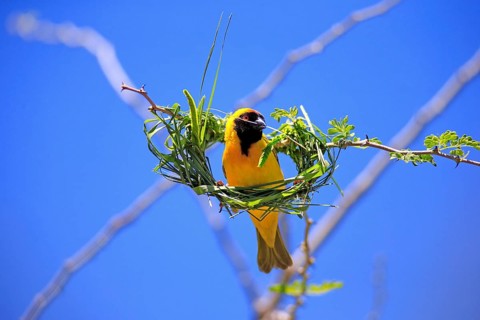 Southern Masked Weaver