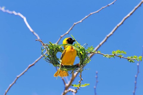 Southern Masked Weaver