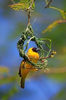 Southern Masked Weaver