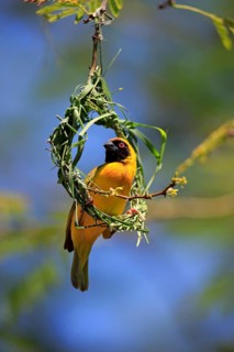 Southern Masked Weaver