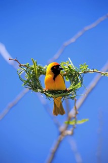 Southern Masked Weaver