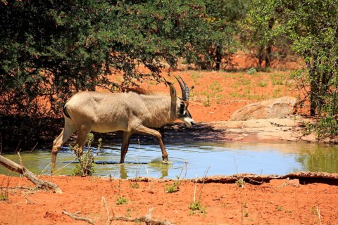 Roan Antelope