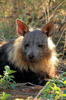 Brown Hyena