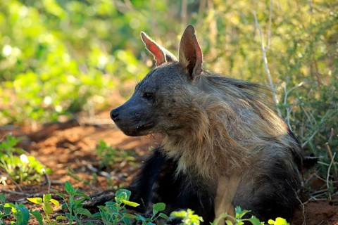 Brown Hyena