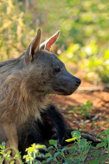 Brown Hyena