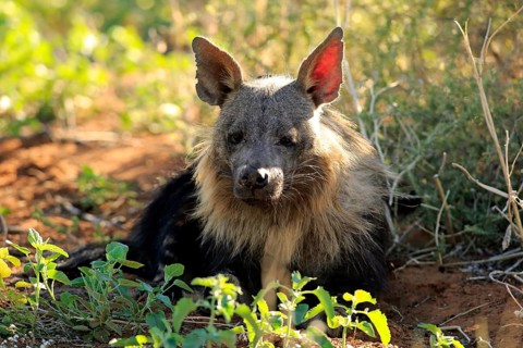 Brown Hyena