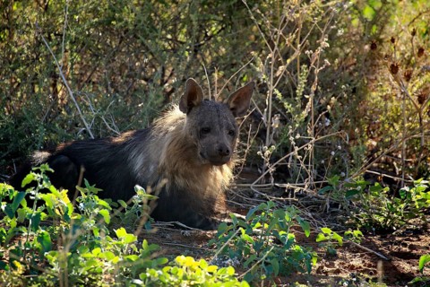 Brown Hyena