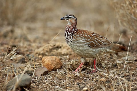 Crested Francolin