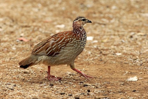 Crested Francolin